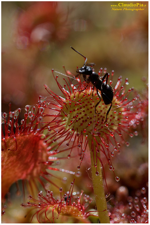 drosera rotundifolia, pianta insettivora, rosolida, pianta carnivora,  pinguicola drosera val d'aveto